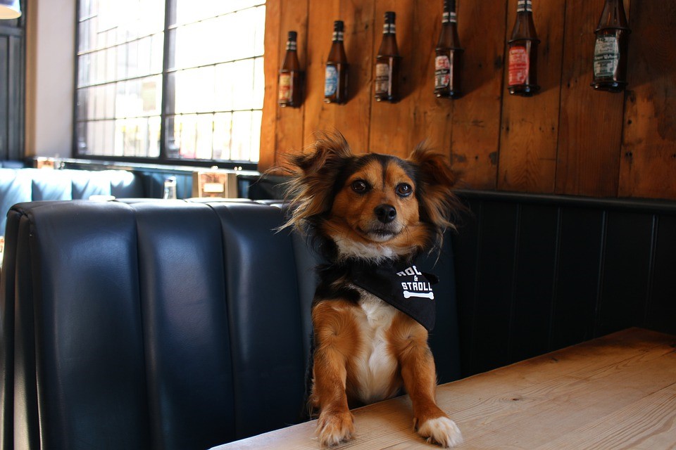 Manor Vets Guide to Pet Friendly Pubs in Medway Manor Vets