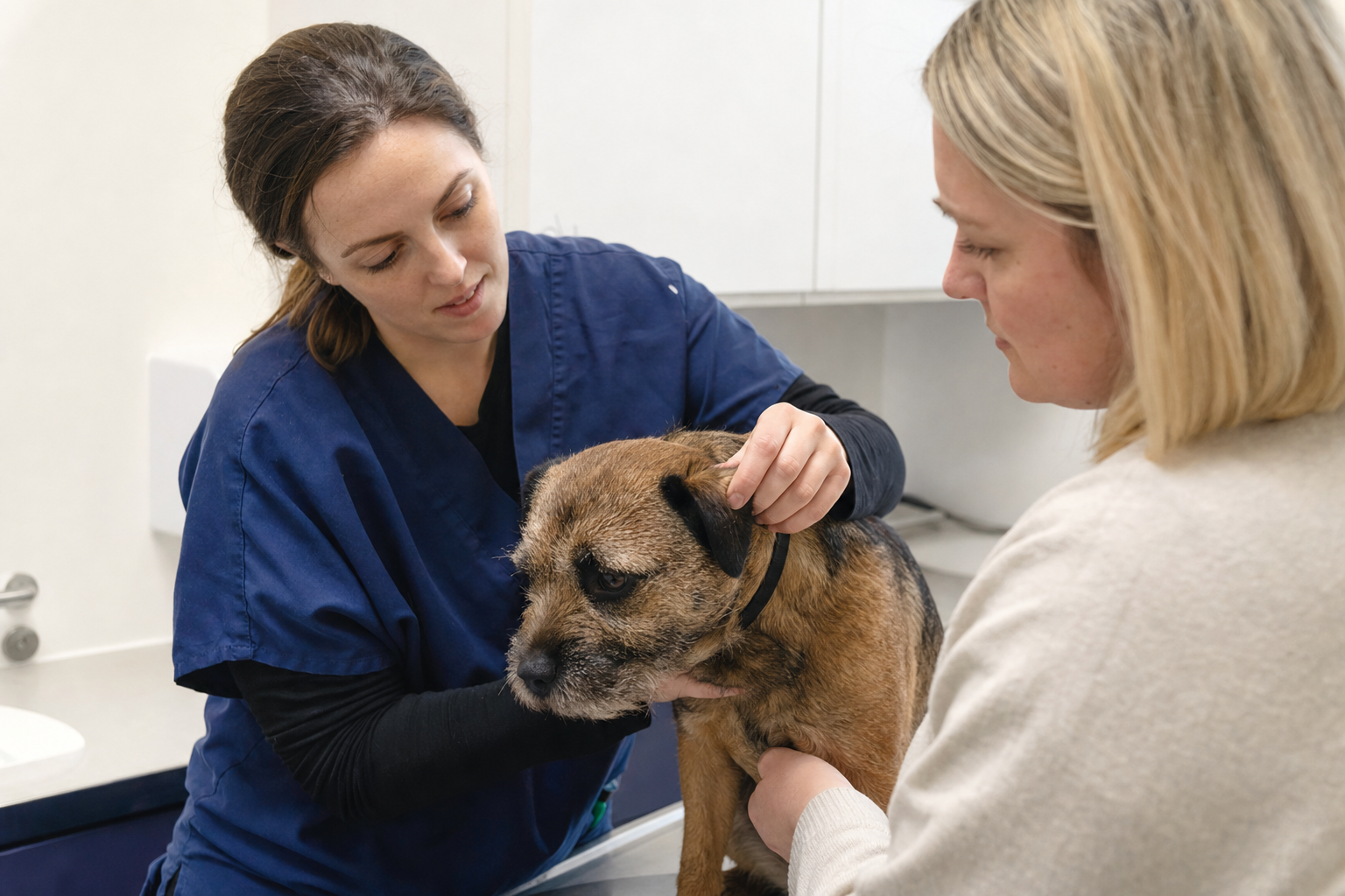 How Local Charities Help Animals in Medway